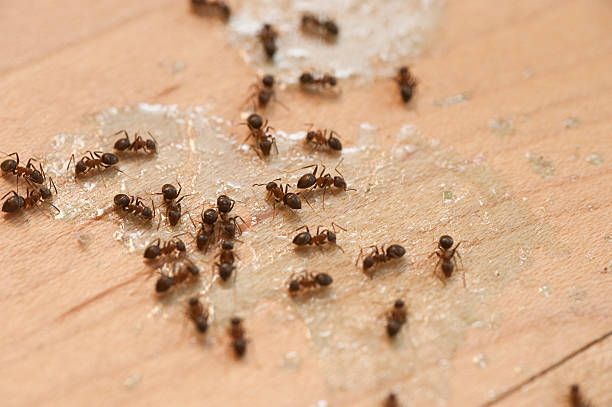  Live Oak, CA Pest Control Pros