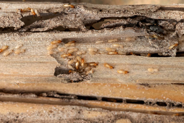 Best Mosquito Control Services  in Live Oak, CA