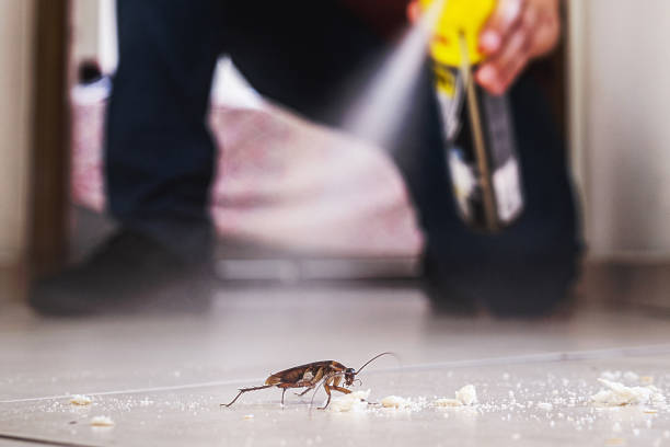 Best Wasp Removal Services  in Live Oak, CA