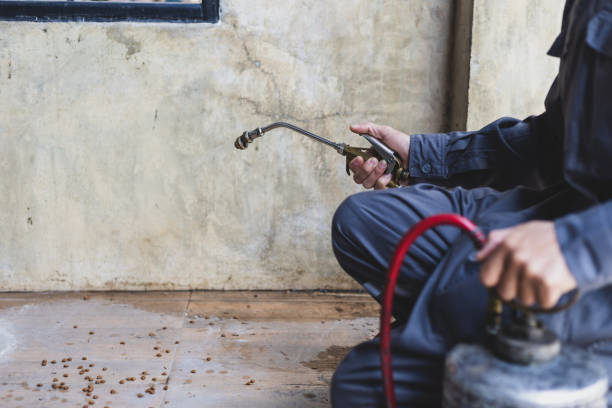 Professional Pest Control in Live Oak, CA